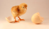 Những điểm sơ hở trong thuyết tiến hoá của Darwin (Phần 2): Con gà hay quả trứng có trước? 