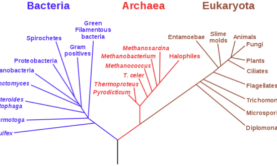 Những điểm sơ hở trong thuyết tiến hoá của Darwin (Phần 6): Mô hình “cây phả hệ” không đúng