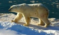 Quần thể gấu Bắc cực phát triển mạnh bất chấp biến đổi khí hậu