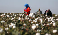 Cotton On của Úc điều tra nhà cung cấp Trung Quốc do lo ngại lao động cưỡng bức