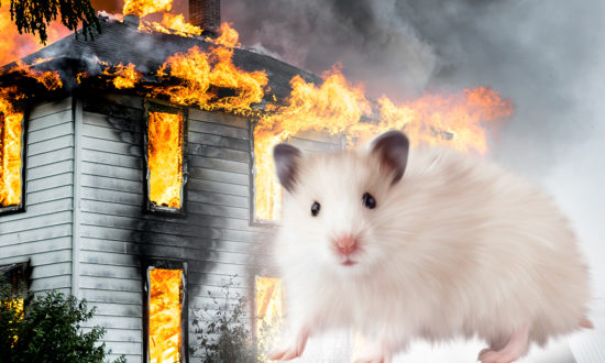 Vì sao 'cháy nhà' mới ra 'mặt chuột'?