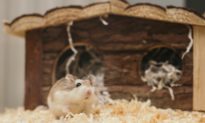 Năm con chuột kể chuyện chuột: Những con chuột biết báo ân