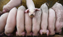 Căn bệnh giết chết hàng triệu con lợn ở Trung quốc, nguy cơ đe dọa toàn cầu