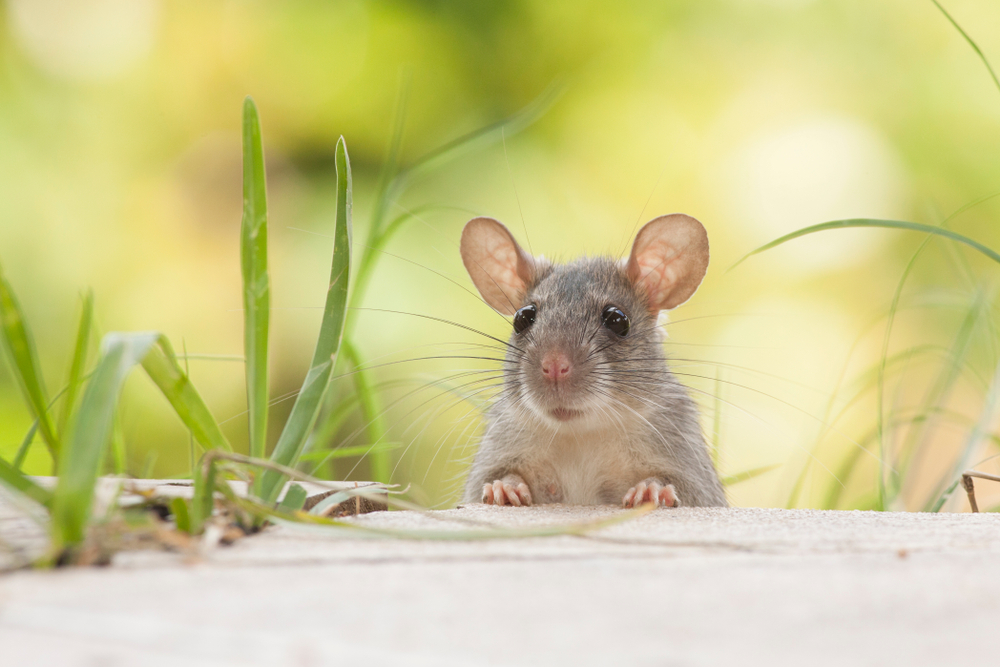 Con chuột: Con chuột - loài động vật nhỏ bé nhưng lại rất dễ thương và thú vị. Những hình ảnh về con chuột sẽ giúp bạn nhìn nhận chúng theo một cách hoàn toàn khác biệt. Hãy truy cập trang web của chúng tôi để khám phá thêm về con chuột và những tình huống thú vị của chúng.