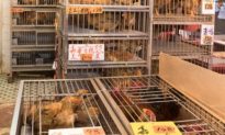 Nghiên cứu tái hiện lại môi trường chợ Huanan nơi dịch bệnh Coronavirus bùng phát