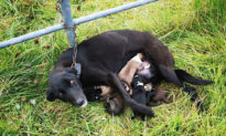 Chó mẹ bị xích ở hàng rào, đã rất yếu nhưng vẫn cố gắng nuôi 6 cún con