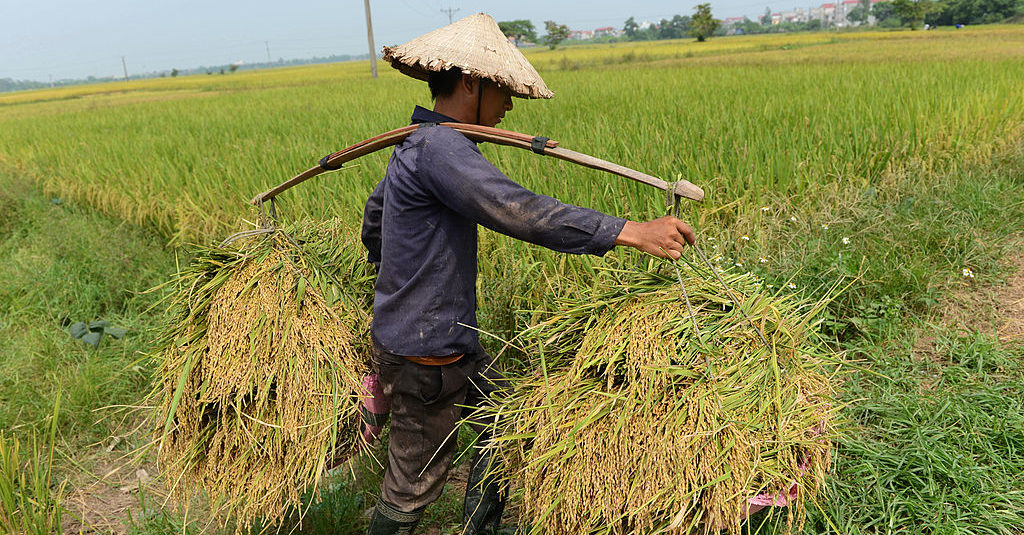 Một nông dân thu hoạch lúa gạo ở ngoại thành Hà Nội, ngày 11/10/2012. (Ảnh: HOANG DINH NAM/AFP/GettyImages)