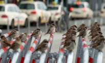 Dị tượng lại xuất hiện: Hàng ngàn con chim sẻ đậu khắp mặt đất ở Giang Tây