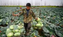 Nông dân Trung Quốc lo sợ thiếu lương thực sau đại dịch