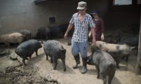 Trung Quốc cho phép nông dân cầm cố lợn để vay thế chấp nhằm tăng sản lượng thịt
