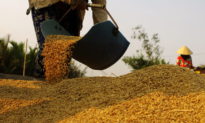Dịch Corona phức tạp, Việt Nam có nên tiếp tục xuất khẩu gạo?