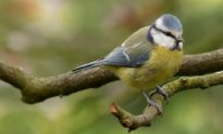 Đức: Bệnh viêm phổi bí ẩn giết chết 11.000 con chim