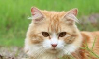 Nghiên cứu: Virus SARS-CoV-2 có thể lây truyền từ mèo sang mèo
