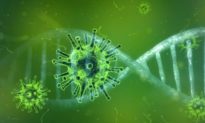 Nghiên cứu: Biến chủng không phải là nguyên nhân khiến virus Vũ Hán lan rộng đột biến