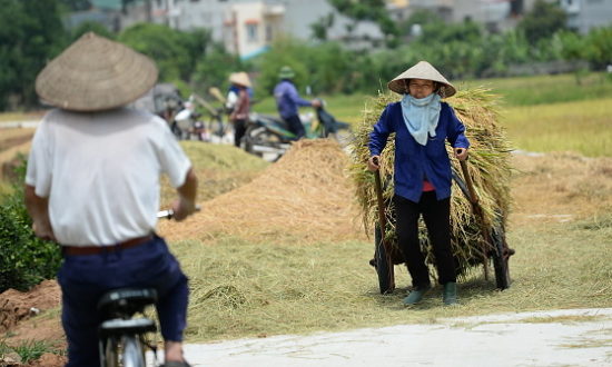 Virus viêm phổi Vũ Hán làm lộ ra quản lý yếu kém về gạo Việt - Bài học từ Thái Lan