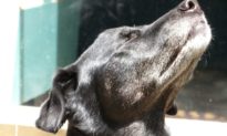 Hoa Kỳ: Huấn luyện chó để ‘ngửi’ virus Corona Vũ Hán ở bệnh nhân 