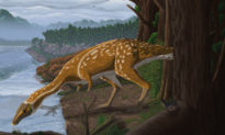 Loài khủng long lạ mới được khai quật tại Úc