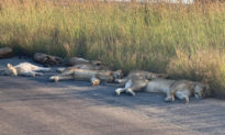 Dịch bệnh đến, sư tử có dịp nghỉ ngơi và ‘phơi nắng' trên đường