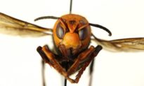 ‘Ong bắp cày sát thủ’, mối lo ngại mới tại Hoa Kỳ?