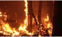 Cháy rừng lan rộng 2 huyện ở Nghệ An, gần 1.000 người được huy động chữa cháy