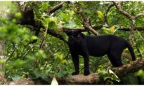 Đồng Nai: Nghi xuất hiện 2 con báo đen ra vào khu dân cư