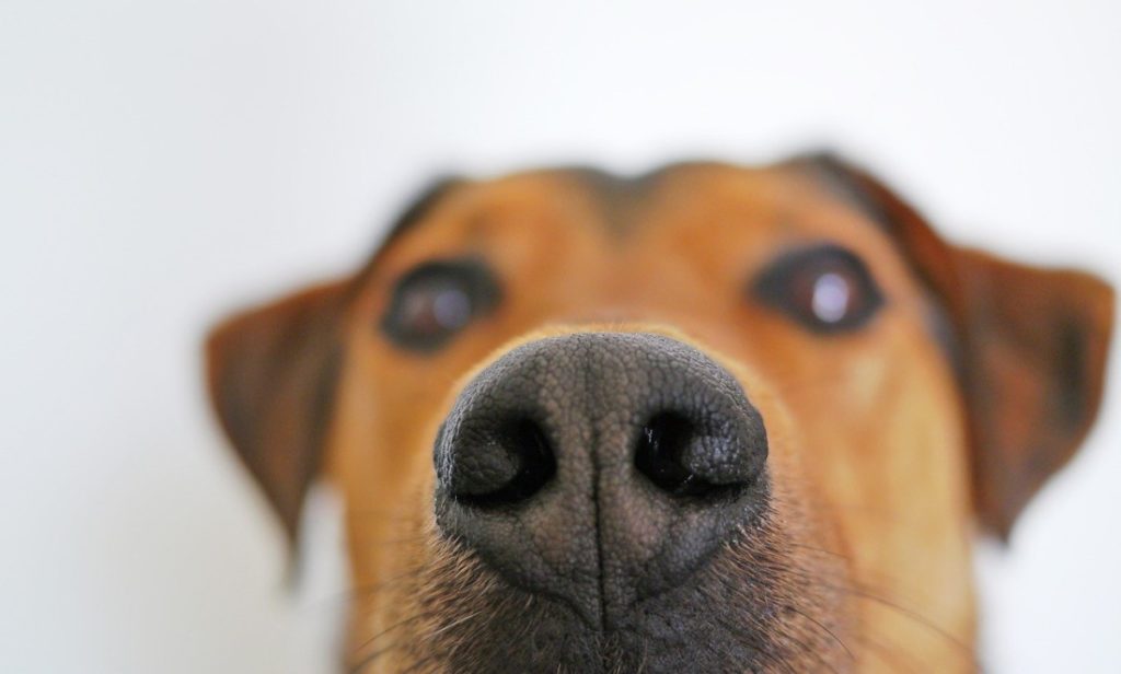 Chó có thể đánh hơi được người mắc bệnh COVID-19 chính xác đến 95%