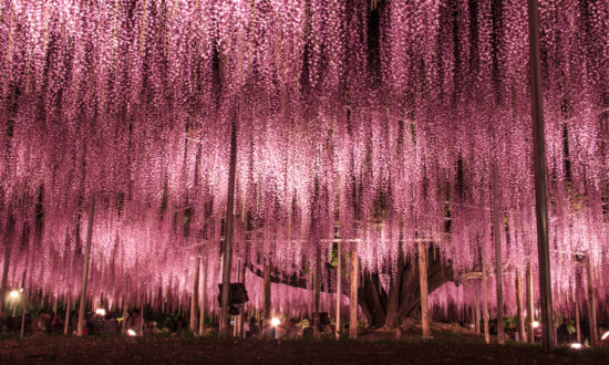 Chìm đắm trong loài hoa Tử Đằng 150 tuổi đẹp như mơ ở Nhật Bản