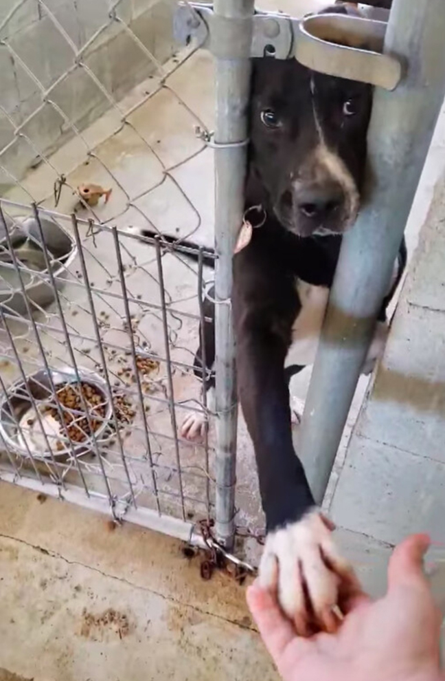 Speck là một chú chó rất thích gần gũi với con người, ngay cả việc cố gắng thò chân ra ngoài dù đang nằm trong chuồng. 