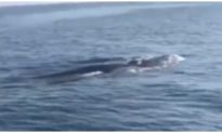 Cá voi lớn dài hơn 4m xuất hiện ở vùng biển đảo Cù Lao Chàm