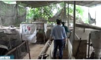 Dịch tả lợn châu Phi tái phát, một hộ chăn nuôi ở Vĩnh Long tiêu hủy 43 con