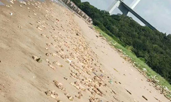 Quảng Đông, Trung Quốc: Hàng chục ngàn chiếc chân lợn và nội tạng trôi dạt vào bờ biển