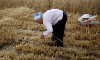 Trung Quốc cấm các video ăn uống ‘mukbang’ trong bối cảnh đất nước thiếu lương thực