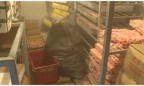 Hải Phòng phát hiện 24 tấn nội tạng lợn bị nhiễm dịch tả lợn Châu Phi
