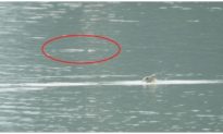 Bất ngờ phát hiện 2 cá thể rùa Hoàn Kiếm cùng nổi lên ở hồ Đồng Mô