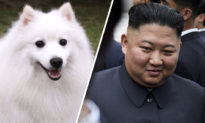 Lý do đằng sau việc Kim Jong Un ban hành lệnh 'bắt giữ' chó cưng?
