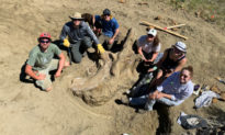 Một hộp sọ khủng long ba sừng nặng 1360 kg được khai quật ở Nam Dakota