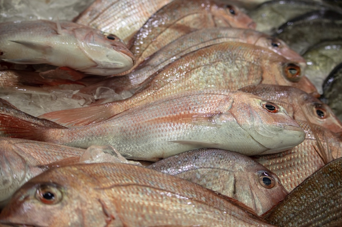 Suốt một thời gian dài tiêu thụ nguồn cá “made in China” độc hại, người dân Kenya giờ đang phải trả giá do nhiễm độc kim loại nặng. (Ảnh: pixabay)