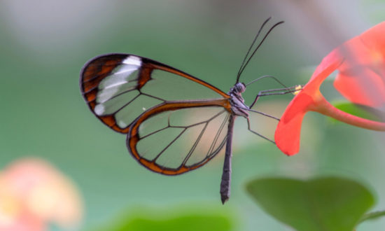 Ngỡ ngàng với loài bướm có đôi cánh trong suốt