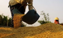 Giá gạo Việt Nam vượt Thái Lan, xuất khẩu gạo đạt đến 1,9 tỷ USD trong 8 tháng đầu năm