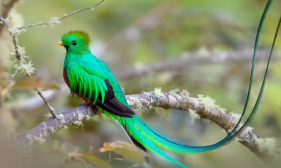 Nuốc nữ hoàng (Chim đuôi seo): một trong những loài chim đẹp nhất thế giới