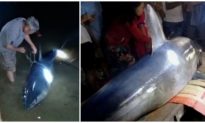 Cá mập xanh nặng 2 tạ, miệng dính lưỡi câu dạt vào sông Bến Hải trong đêm