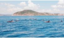 Đàn cá heo trên 200 con 'nhảy múa' trước mũi tàu du khách tham quan vùng biển Phú Yên