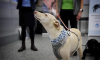 Chó đánh hơi virus Vũ Hán tại sân bay ở Phần Lan, phát hiện du khách bị nhiễm bệnh