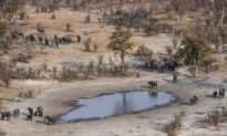 Tảo độc có thể gây ra cái chết hàng loạt của 330 con voi ở Botswana