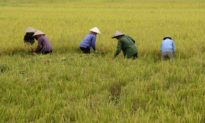 Giá lúa gạo mới nhất hôm nay & Dự báo giá gạo trong thời gian tới