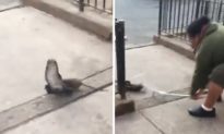 Cuộc chiến tàn bạo giữa chuột và chim bồ câu trên đường phố New York