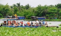 TP. HCM cảnh báo cá sấu xuất hiện trên sông Sài Gòn