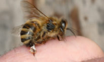 Nọc của ong mật có thể tiêu diệt tế bào ung thư ác tính trong vòng 60 phút