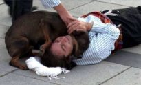 Một chú chó lao tới an ủi khi diễn viên nhập vai quá đạt cảnh bị trọng thương