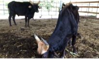 Chuyển 11 bò tót lai đang trong tình trạng ốm đói cho Vườn quốc gia Phước Bình nuôi dưỡng